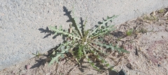 Launaea mucronata
