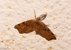 Achrosis rondelaria