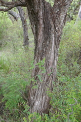 Leptospermum morrisonii