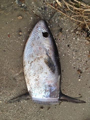 Ranzania laevis