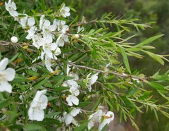 Leptospermum morrisonii