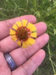 Helenium elegans