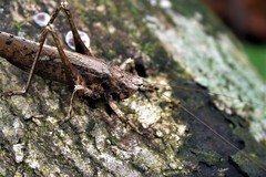 Eppia truncatipennis
