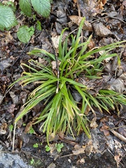 Carex strigosa