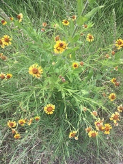 Helenium elegans
