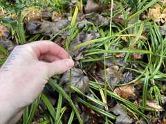 Carex strigosa