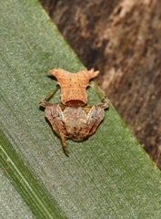 Arkys dilatatus
