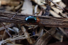 Lamprolina simillima