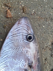 Ranzania laevis