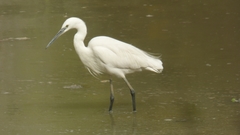Egretta garzetta