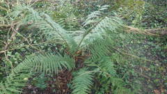 Dryopteris affinis borreri