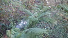 Dryopteris affinis borreri