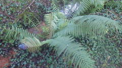 Dryopteris affinis borreri