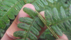 Dryopteris affinis borreri