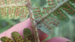 Dryopteris affinis borreri