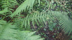 Dryopteris affinis borreri