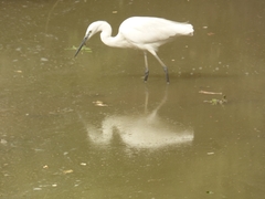 Egretta garzetta