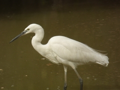 Egretta garzetta