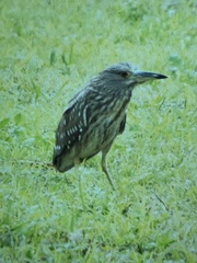 Nycticorax