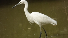 Egretta garzetta