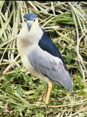 Nycticorax