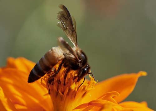 Giant Honey Bee in the wild — India wildlife