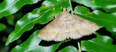 Hypospila