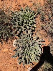 Euphorbia inermis