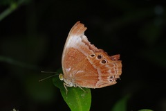Abisara saturata kausambioides