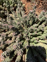 Euphorbia inermis