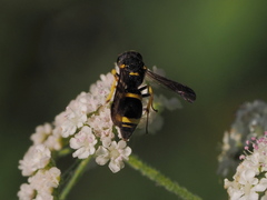 Stenodynerus chevrieranus