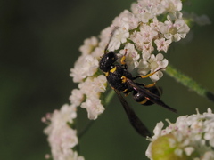 Stenodynerus chevrieranus