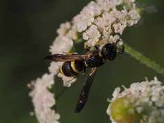 Stenodynerus chevrieranus
