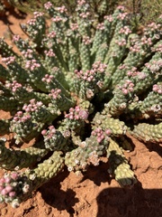 Euphorbia inermis