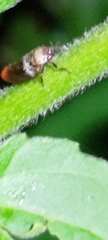 Eoscarta