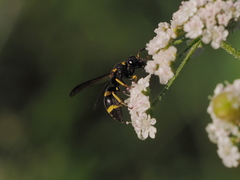 Stenodynerus chevrieranus