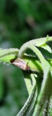 Eoscarta