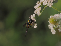 Stenodynerus chevrieranus