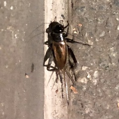 Teleogryllus commodus