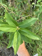 Ehretia saligna membranifolia