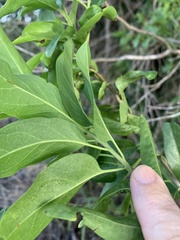 Ehretia saligna membranifolia