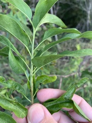 Ehretia saligna membranifolia