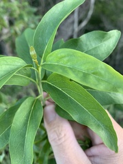 Ehretia saligna membranifolia