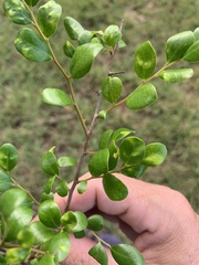 Diospyros humilis