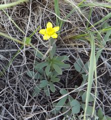 Ranunculus polyrhizos