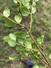 Diospyros humilis