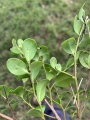 Diospyros humilis