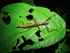 Asceles margaritatus margaritatus