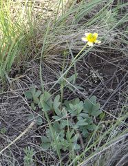 Ranunculus polyrhizos