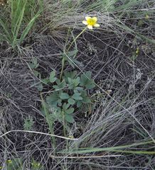 Ranunculus polyrhizos